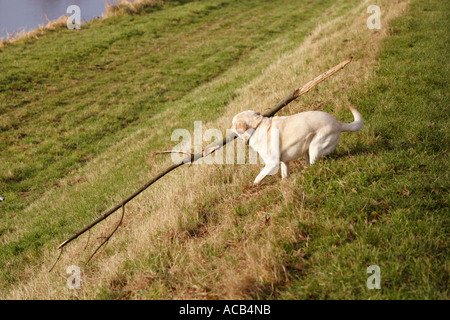 Il Labrador cane cercando di recuperare una filiale di grandi dimensioni Foto Stock