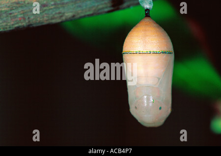 Farfalla monarca Danaus chrisippus trasformato in crisalide pup Foto Stock