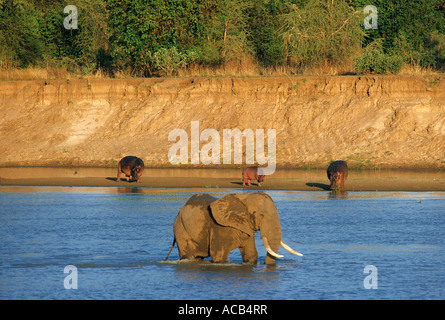 Elefante maschio wading nel fiume Luangwa di ippopotami al di là di South Luangwa National Park in Zambia Foto Stock