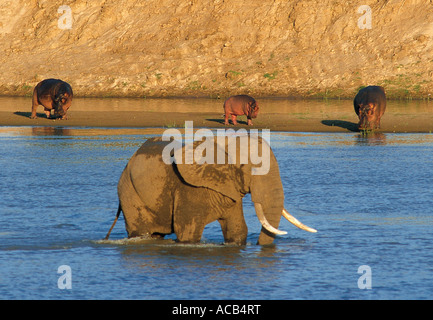 Elefante maschio wading nel fiume Luangwa di ippopotami al di là di South Luangwa National Park in Zambia Foto Stock