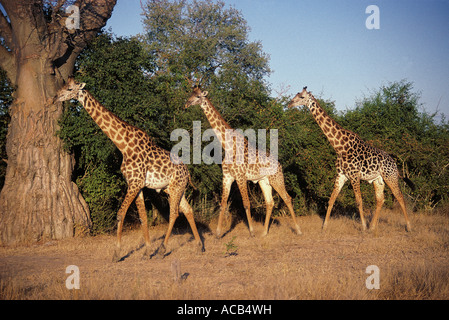 Tre Thornicroft maschio s Giraffe South Luangwa National Park in Zambia Foto Stock