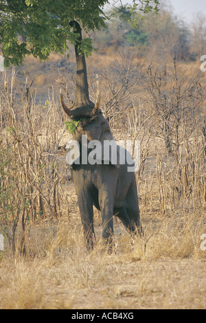 Elefante maschio che arrivano fino a sfogliare South Luangwa National Park in Zambia Foto Stock