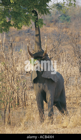 Elefante maschio che arrivano fino a sfogliare South Luangwa National Park in Zambia Foto Stock