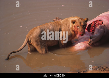 Rara vista di un giovane leone maschio alimentazione su una carcassa di Ippona nel fiume Luangwa South Luangwa National Park in Zambia Foto Stock