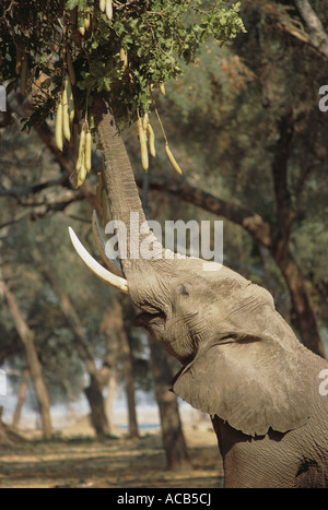 Elefante maschio stretching il suo tronco verso l'alto per navigare sulla struttura di salsiccia Kigelia africana Parco Nazionale di Mana Pools Zimbabwe Foto Stock