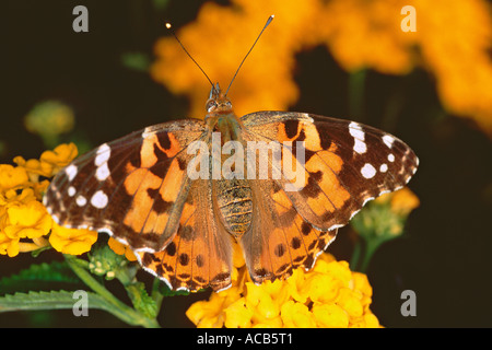 Dipinto di lady butterfly Cynthia cardui su un fiore di lantana Francia Foto Stock