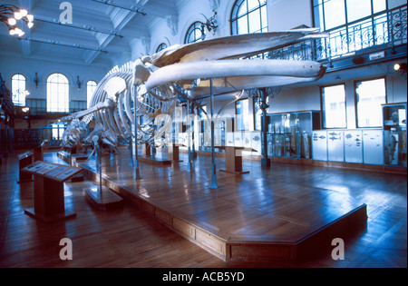 Scheletro di balena nel Museo Oceanografico di Monaco Foto Stock