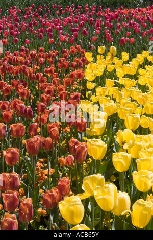 Campo di giallo, arancione e rosa tulipani Foto Stock