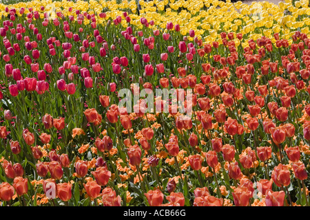 Campo di arancione, rosa e tulipani gialli Foto Stock