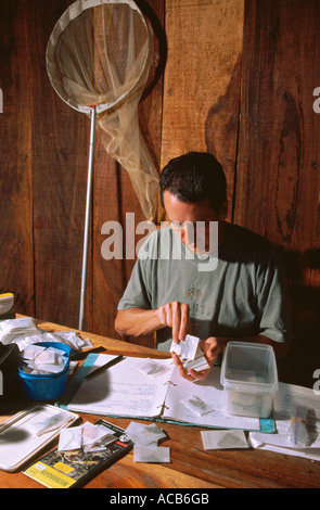 Biologo classificare le farfalle catturati nella riserva privata di Domitilla Nicaragua Foto Stock