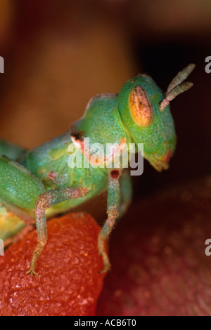 Locust Oedipoda sp su una foglia Foto Stock