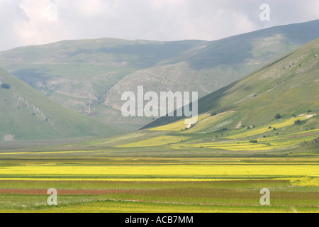 Spettacolari fiori selvatici annuale sul piano Grande di Marche e Umbria in Italia attirano folle di turisti provenienti da tutta Europa Foto Stock