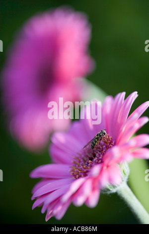 Due pink gerbera e Hoverfly Foto Stock