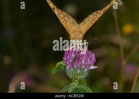 Il Cardinale Argynnis pandora pandoriana Monte dos Pozos Vigo Pontevedra Galizia Spagna NON PER LA VENDITA IN FRANCIA Foto Stock