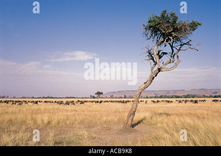 Una scena nella Riserva Nazionale di Masai Mara Kenya Africa orientale Foto Stock