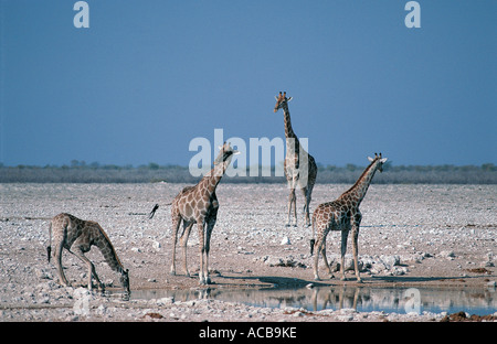 Quattro giraffe meridionale a waterhole nel Parco Nazionale Etosha Namibia Africa del sud-ovest Foto Stock
