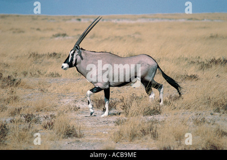 Gemsbok maschio nel Parco Nazionale Etosha Namibia Africa del sud-ovest Foto Stock