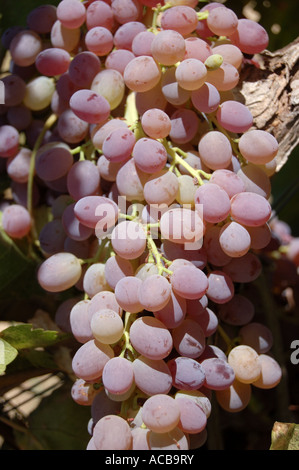Fiamma uva sulla vite centrale di San Joaquin Valley Ca USA Foto Stock