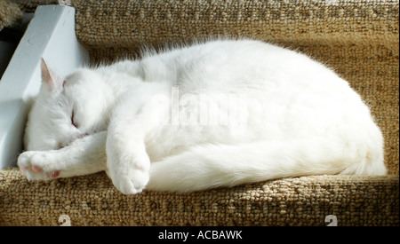 Gatto addormentato sulle scale Foto Stock