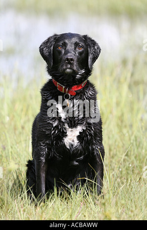 Cane bagnato Foto Stock