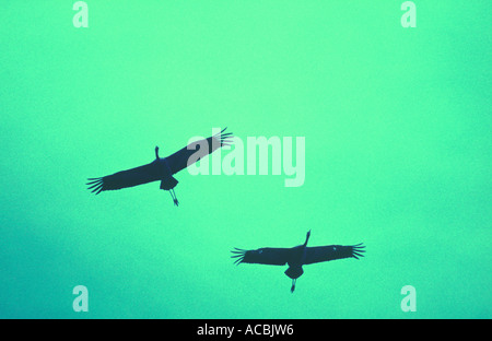 Croce trasformati immagine pellicola di gru comune in volo "grus grus' UK Foto Stock