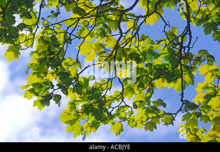 Appena emerse foglie di acero in primavera Acer pseudoplatanus Foto Stock