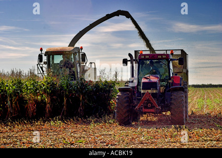 Raccolta del mais in Dorset, Inghilterra Foto Stock