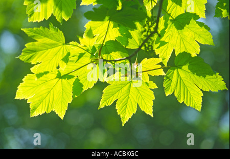 Appena emerse foglie di acero in primavera 'Acer pseudoplatanus' Foto Stock