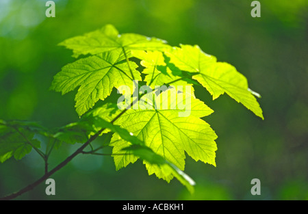 Appena emerse foglie di acero in primavera Acer pseudoplatanus Foto Stock