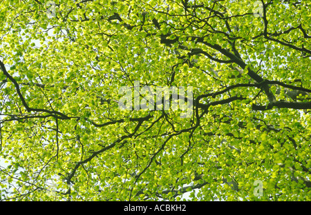 Il faggio foglie e rami in primavera " Fagus sylvatica' UK Norfolk Foto Stock
