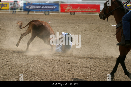 Rodeo Calgary Stampede, Alberta, Canada, Steer Wrestling Foto Stock