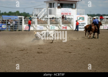 Rodeo Calgary Stampede Alberta Canada Steer cowboy di wrestling Foto Stock