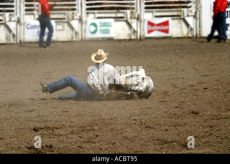 Rodeo Calgary Stampede Alberta Canada Steer cowboy di wrestling Foto Stock