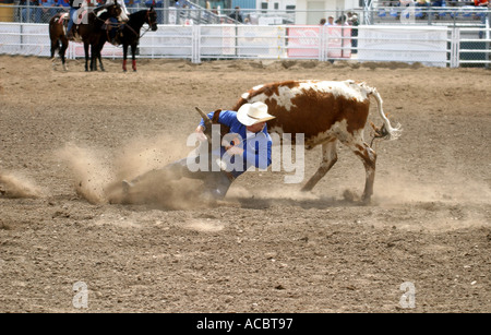 Rodeo Calgary Stampede Alberta Canada Steer cowboy di wrestling Foto Stock