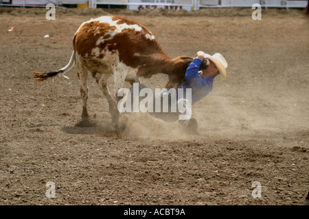 Rodeo Calgary Stampede Alberta Canada Steer cowboy di wrestling Foto Stock