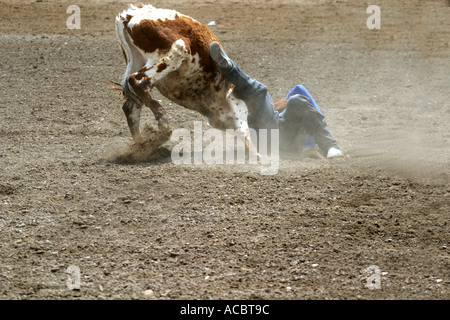 Rodeo Calgary Stampede Alberta Canada Steer cowboy di wrestling Foto Stock