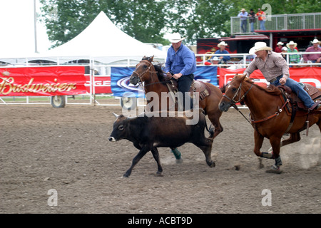 Rodeo Calgary Stampede Alberta Canada Steer cowboy di wrestling Foto Stock