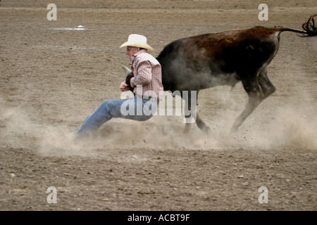 Rodeo Calgary Stampede Alberta Canada Steer cowboy di wrestling Foto Stock