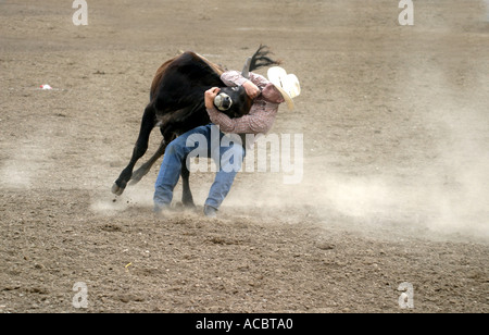 Rodeo Calgary Stampede Alberta Canada Steer cowboy di wrestling Foto Stock