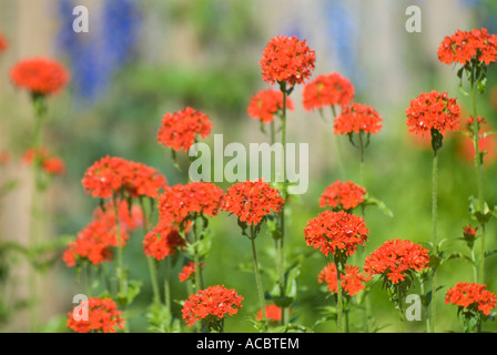 Croce di Malta fiori (Lychnis chalcedonica) Foto Stock