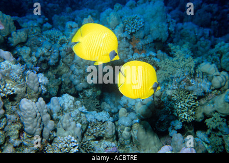 Ritratto di mascherata butterflyfishes Chaetodon semilarvatus mar Rosso in Egitto Foto Stock