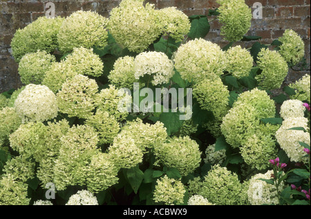 Hydrangea arborescens " Annabelle' ortensie Foto Stock