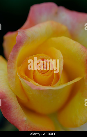 Everblooming Grandiflora Rose Rosa medaglia d oro del conteggio di petalo 38 a 40 rosa gialla close up Foto Stock