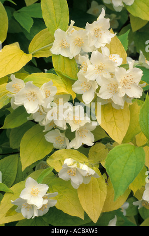 Filadelfo coronarius 'Aureus', golden fogliame, bianco fiori profumati Foto Stock
