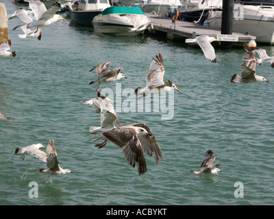 A Flock of Seagulls volare sopra l'acqua. Foto Stock