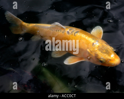 La fortuna di un oro carpe koi sott'acqua. Foto Stock