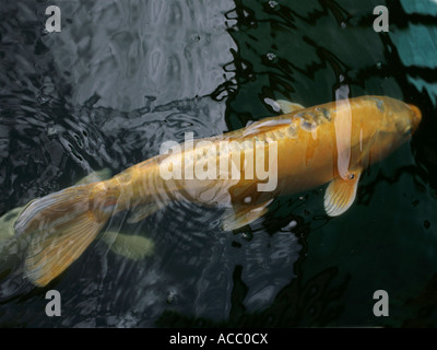 La fortuna di un oro carpe koi sott'acqua. Foto Stock