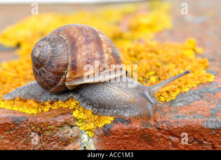 Giardino di lumaca lumaca (Helix Aspersa) considerata come uno dei principali parassiti per giardinieri e importante fonte di cibo per molti uccelli Foto Stock