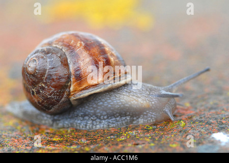 Giardino di lumaca lumaca (Helix Aspersa) considerata come uno dei principali parassiti per giardinieri e importante fonte di cibo per molti uccelli Foto Stock
