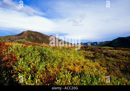 Moor paesaggio nel colore di autunno Foto Stock